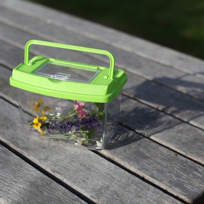 Caja de Estudio de Insectos